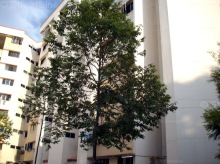 Block view of 541 Jurong West Avenue 1 S(640541) http://static.streetsine.s3-website-ap-southeast-1.amazonaws.com/HDB Block Photos/640541/L/432492.jpg